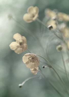 Wild yellow flower, macro
