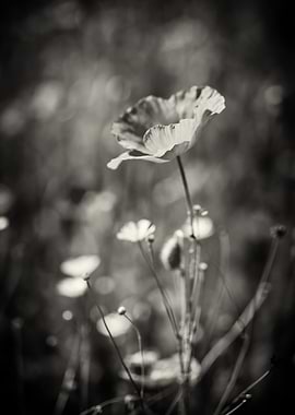 Poppy flower, B&W, meadow