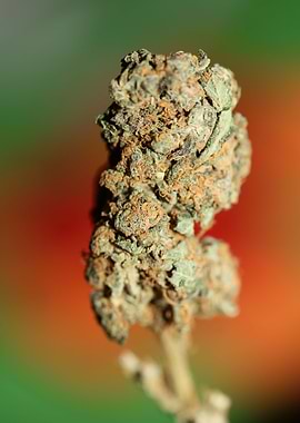 Medical cannabis close up