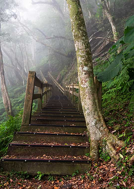 Misty Ecological Forest