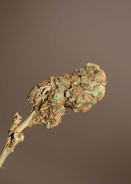 Cannabis sativa mega bud