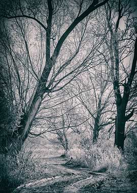 Autumn trees, B&W, Poland