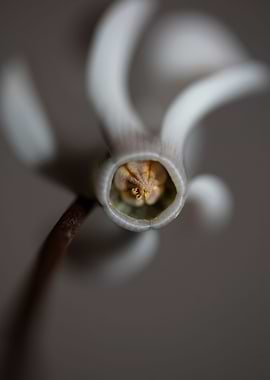 Cyclamen blossom close up