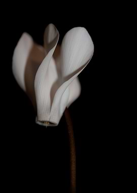 Cyclamen flowers close up