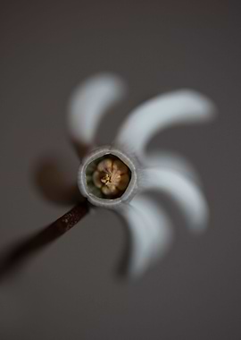 Cyclamen flower blossoming