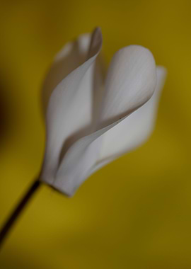Cyclamen blossom close up