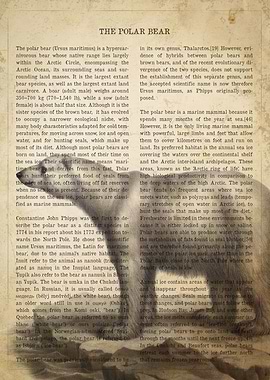 Vintage Polar Bear Print