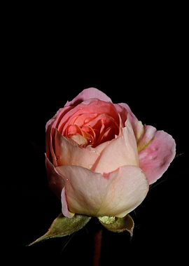 Rose flower blossom macro