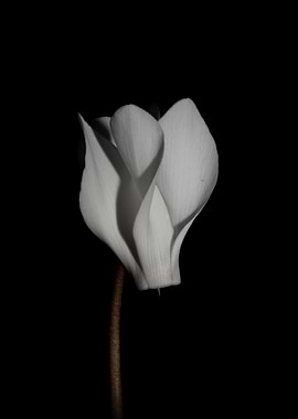 Cyclamen flower blossoming