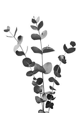 Eucalyptus Branch Dream 2