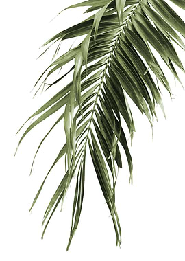 Palm Leaf Jungle Cali 3