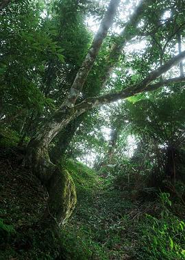 Misty Ecological Forest