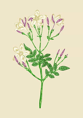 Jasmine Botanical Art