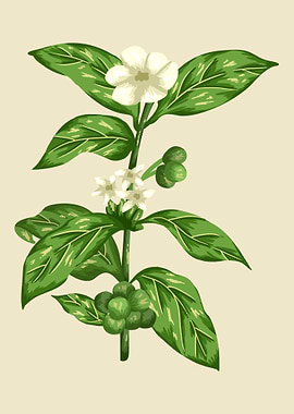 Green Coffe Botanical Art