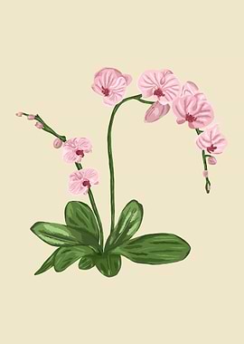 Orchid Botanical Art