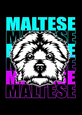Maltese Dog Face