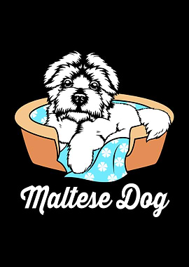 Maltese Dog