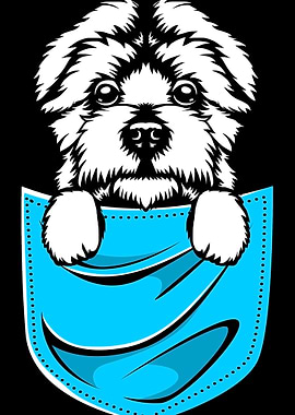 Maltese Dog In Pocket