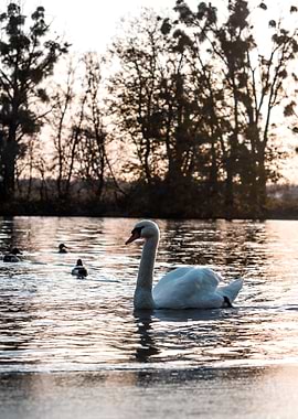 Swan in the water