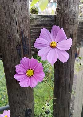 Flowers in the garden