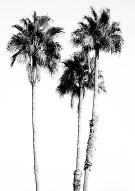 Palm Trees Black White 5