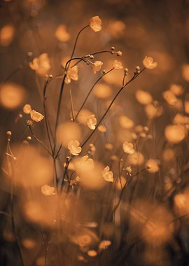 Yellow flower, macro glade