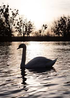 Swan in the water