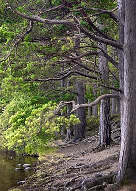 Woodland in Scotland