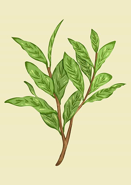 Laurus Nobilis Botanical