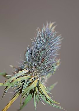 Eryngium alpinum flowering