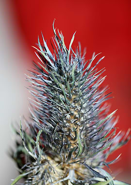 Purple eryngium flowering