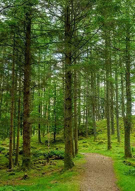 Path through a Woods