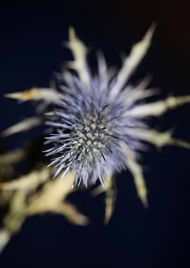 Wild flower blossom macro