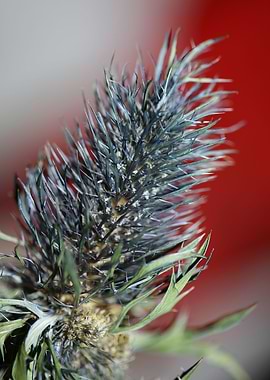 Purple eryngium flowering