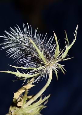 Wild flower blossom macro