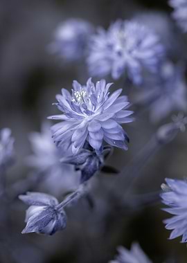 Violet summer flowers