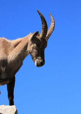 Ibex Bouquetin
