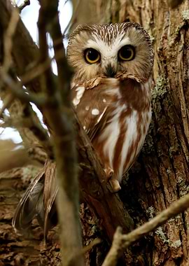Northern saw whet owl
