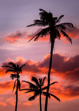 Palm Tree Sunset