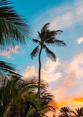 Sunset Palms