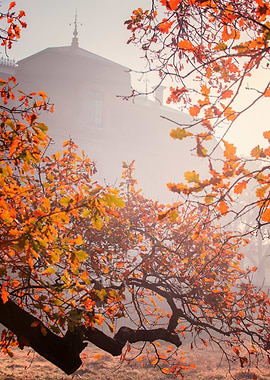 Autumn misty morning, park