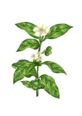 Green Coffee Botanical Art