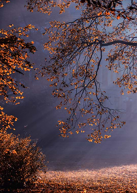 Autumn sunlight, park,tree