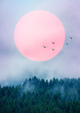 Birds over misty forest