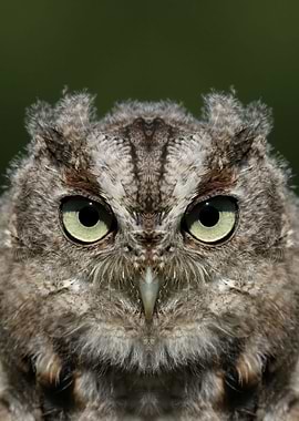 Baby screech owl