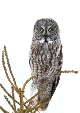 High key great gray owl