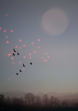 Birds fly in winter sky
