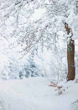 Winter trees in mountains