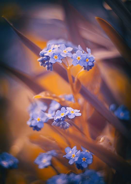 Little purple flower,macro