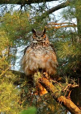 Mom great horned owl